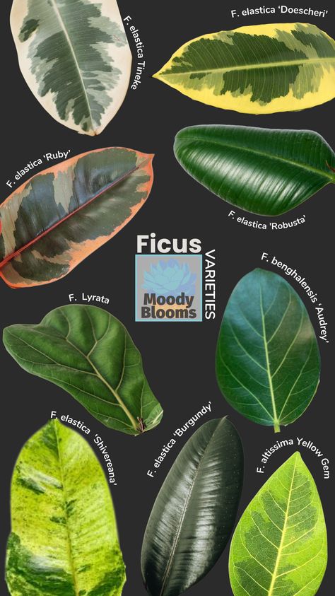 There are many Rubber plant varieties to choose from in the Ficus genus. Most of the common varieties are of Ficus elastica. However a few belong to Ficus altissima or Ficus benghalensis. Ficus is a species in the family Moraceae (Mulberry Family) and native to eastern parts of South and Southeast Asia. Variegated Rubber Plants are definitely some of my favorite all time houseplants. Specifically because they are so beautiful and very low-maintenance. Ficus Altissima Care, Ficus Indoor Plant, Rubber Tree Varieties, Types Of Ficus Plants, Variegated Rubber Plant, Ficus Plant Indoor, Ficus Elastica Robusta, Ficus Benjamina Variegata, Rubber Plant Varieties