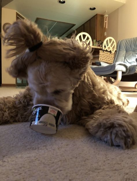 Ice Cream Cup, Metallic Thread, The Ice, A Dog, Ice Cream, Thread, Cream, Coffee, Hair