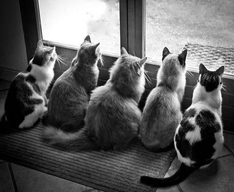 Stray Cat Strut, Five Cats, Mean Cat, Lots Of Cats, Cat Boarding, Stray Cat, Cats Meow, Crazy Cat Lady, Beautiful Cats