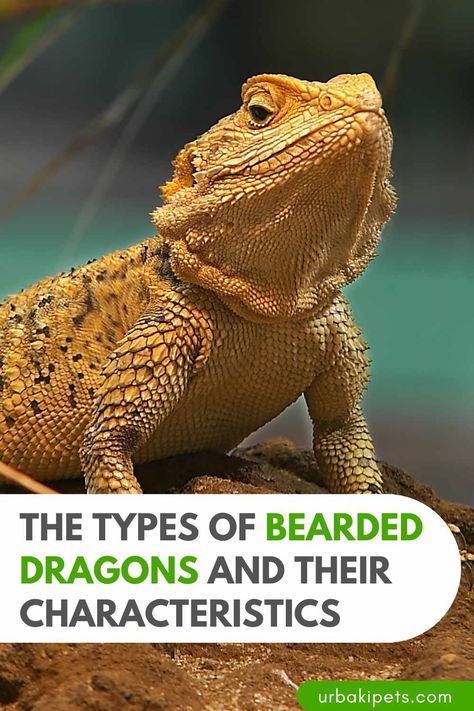 Leatherback Bearded Dragon, Bearded Dragon Colors, Nullarbor Plain, Dragon Facts, Bearded Dragon Care, Australian Continent, Dragon Names, Dragon Coloring Page, Lovely Friends