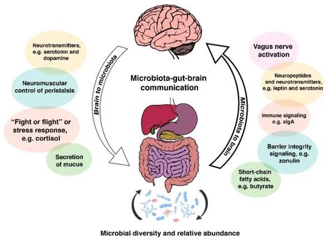 The Microbiota-Gut-Brain Axis: What, Why, and How to Maintain Gut and Brain Health Gut Brain Axis, Animal Studies, Brain Connections, Gut Brain, Gut Microbiota, Vagus Nerve, Assessment Tools, Gut Microbiome, Brain Health