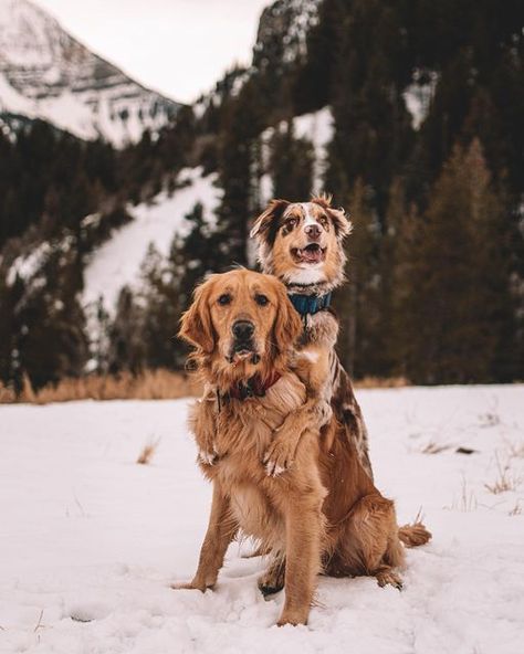 Australian Shepherd And Golden Retriever Together, Golden Retriever And Australian Shepherd, Australian Shepherd And Golden Retriever, Golden Retriever Australian Shepherd, Golden Lab, Golden Labs, Visit Utah, Pig Dog, Cutest Puppies