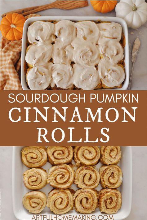 Sourdough pumpkin cinnamon rolls with maple cream cheese frosting are a delicious fall breakfast recipe! Pumpkin puree, pumpkin pie spice, cinnamon, and maple syrup combine with sourdough to make these fall sweet rolls. Sourdough Pumpkin Roll Recipe, Pumpkin Cinnamon Rolls Sourdough, Sourdough Pumpkin Spice Cinnamon Rolls, Sour Dough Discard Pumpkin Cinnamon Rolls, Sour Dough Pumpkin Cinnamon Rolls, Sourdough Pumpkin Banana Bread, Sourdough Discard Pumpkin Cinnamon Rolls, Sourdough Pumpkin Roll, Sourdough Pumpkin Cinnamon Rolls