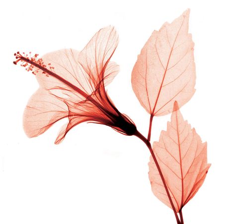 hibiskus Flower Xray, X Ray Flower, Xray Flower, Dried Flower Art, Xray Art, Hibiscus Leaves, Transparent Flowers, Flower Art Drawing, Digital Flowers