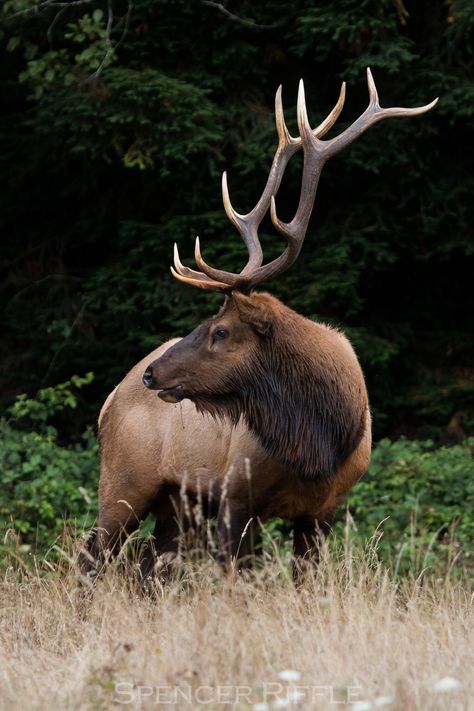 Elk Photos, Deer Fashion, Elk Horns, Elk Drawing, Roosevelt Elk, Elk Art, Elk Pictures, Humboldt County California, Elk Photo