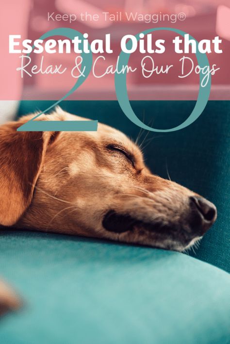 Essential Oils For Puppies, Diy Dog Spray Essential Oils, Essential Oils Good For Dogs, Calming Scents For Dogs, How To Calm Dogs Down, Diy Dog Calming Treats, Calming Essential Oils For Dogs, Natural Dog Calming Remedies, Essential Oils Bad For Dogs