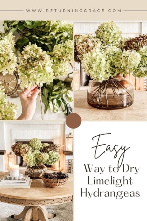 Learn the best way to dry Limelight hydrangeas with this easy guide for beautiful, long-lasting blooms and stunning home decor. Dried Limelight Hydrangeas, Landscaping With Limelight Hydrangeas, Pruning Limelight Hydrangeas, Limelight Hydrangeas, Hydrangea Varieties, Lime Punch, Limelight Hydrangea, Dried Hydrangeas, Spring Printables