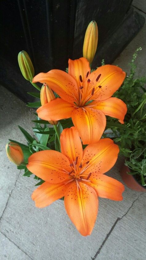 Orange Lillies Aesthetic, Pink And Orange Summer Aesthetic, Orange Lily Bouquet, Lilly Flower Aesthetic, Fall Flowers Aesthetic, Lilly Illustration, Lillies Aesthetic, Lilly Aesthetic, Rose Lilies