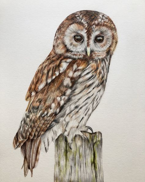 My latest colour pencil drawing of a tawny owl, created as part of my daughter’s woodland themed nursery decor. Sketches Of Owls Pencil Drawings, Tawny Owl Illustration, Owl Realistic Drawing, Owl Colored Pencil Drawing, Tawny Owl Drawing, Owl Drawing Color, Owl Drawing Art, Owl Pencil Drawing, Drawing Owls