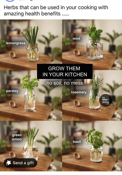 Potting Indoor Plants Tips, Herbs In A Jar, How To Grow Herbs In Water, Herbs You Can Grow Indoors, How To Plant Herbs In Pots, How To Grow Herbs In Pots, Plants Growing In Water, How To Plant Herbs, Herbs You Can Grow In Water