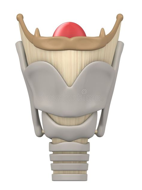 Larynx Anatomy, Biology Diagrams, Anatomy Illustration, Airway Management, Learn Hand Lettering, Basic Anatomy And Physiology, Biology Facts, Anatomy Models, Medicine Student