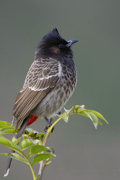 Red-vented Bulbul (Pycnonotus cafer bengalensis) - photo ©️️ Rajiv Lather Bulbul Bird, Indian Subcontinent, Bird Sitting, Most Beautiful Birds, Nature Birds, Exotic Birds, All Birds, Birdwatching, Wildlife Animals