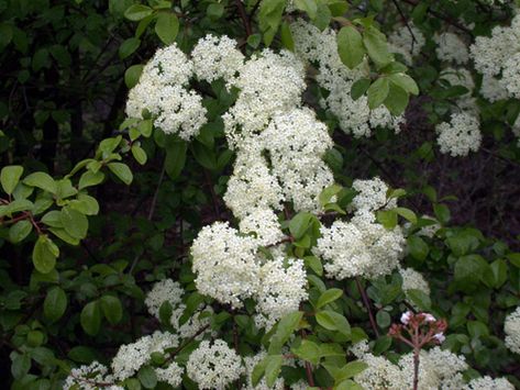 Native plants for Michigan landscape Blackhaw Viburnum, Viburnum Hedge, Michigan Farmhouse, Michigan Flowers, Michigan Landscaping, Midwest Gardening, Landscape Front Yard, Michigan Landscape, Smart Gardening