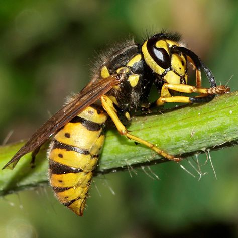 The European Wasp, German Wasp, or German Yellowjacket | De Duitse Wesp Yellow Jacket Wasp, Flying Animals, Oc Things, Oc Fashion, Bees And Wasps, Character Personality, Bunny Drawing, Interesting Animals, Praying Mantis