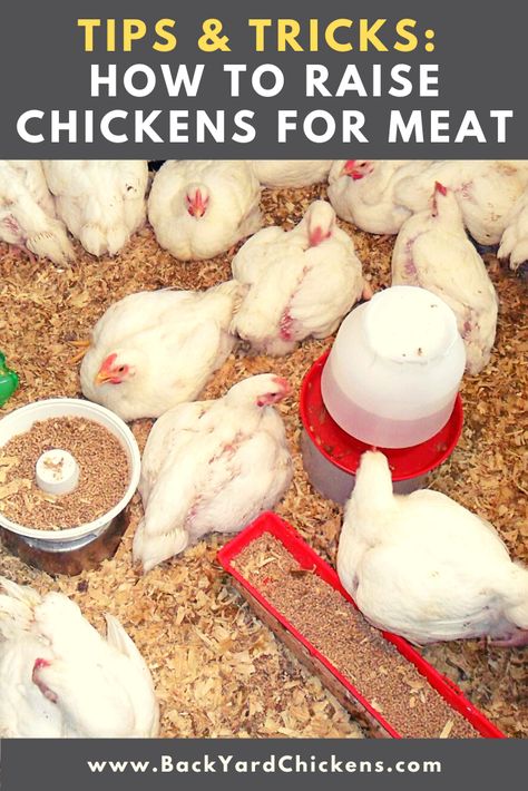 Diy Meat Chicken Coop, Meat Chicken Coop Ideas, Raising Chicken For Meat, Meat Chickens Raising, Broiler Chicken Coop, Meat Chicken Coop, Raising Meat Chickens For Beginners, Pasture Raised Chickens, Raising Chickens For Meat