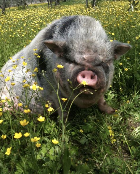 Vietnamese Potbelly Pigs, Potbellied Pigs, Potbelly Pigs, Farm Pigs, Pot Belly Pig, Pot Bellied Pig, Big Pigs, Wild Pig, Black Pig