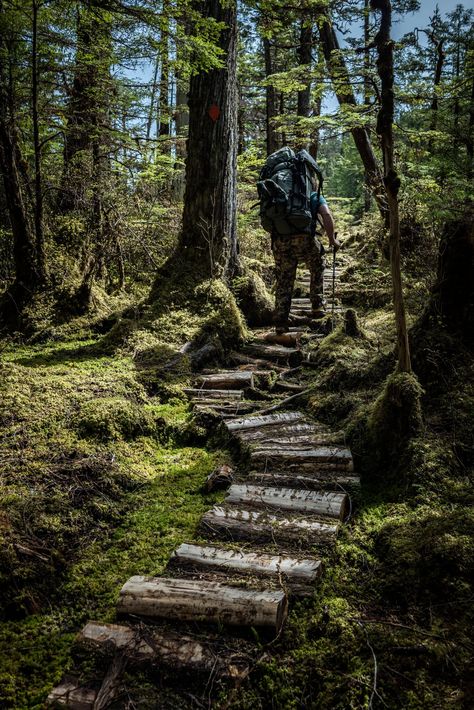 Alaska Forest, Gulf Of Alaska, Tongass National Forest, Temperate Rainforest, American Continent, Canoe Trip, Cedar Trees, Forest Service, Walk In The Woods