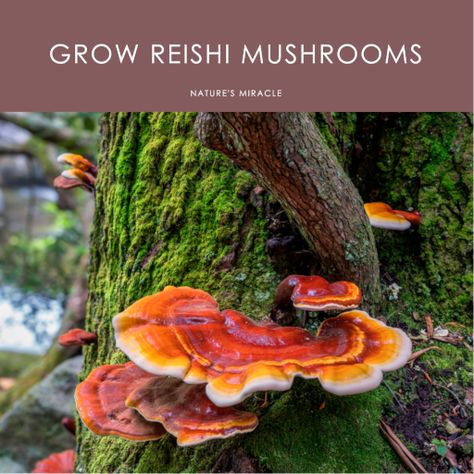 Reishi mushrooms, also known as Lingzhi mushrooms, are prized for their potential health benefits and have been used in traditional Chinese medicine for centuries. Growing Reishi mushrooms at home can be a rewarding and cost-effective way to enjoy their medicinal properties. Learn more in our article! Grow Reishi Mushrooms, Growing Reishi Mushrooms, Reishi Mushroom Recipe, Functional Mushrooms, Reishi Mushrooms, Indoor Farming, Mushroom Cultivation, Reishi Mushroom, Tips For Success