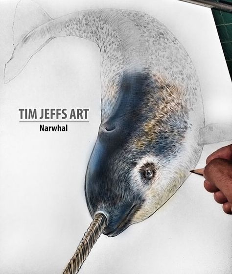 Narwhal Drawing, Narwhal Art, Animals Reference, Sea Creatures Art, Canine Tooth, Whale Tattoos, Wildlife Artwork, Magical Powers, Wildlife Paintings