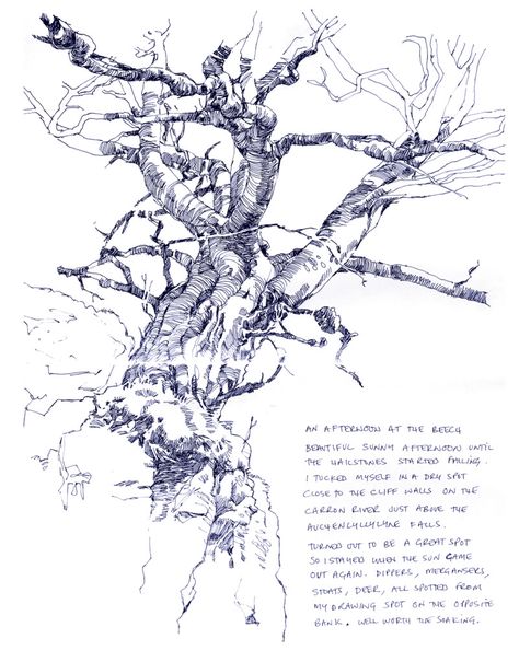 Old beech on ravine wall Tree Drawings, Richard Johnson, Bare Trees, Tree Drawings Pencil, Nature Art Drawings, Sketchbook Illustration, Water Drawing, White Artwork, Nature Drawing