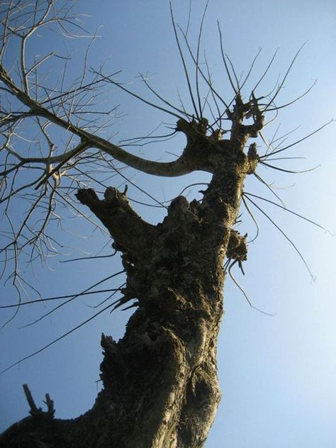 tree without leaves :) Tree Without Leaves Photography, Tree Without Leaves, Leaves Photography, Leaf Photography, Trees, Halloween, Photography, Nature