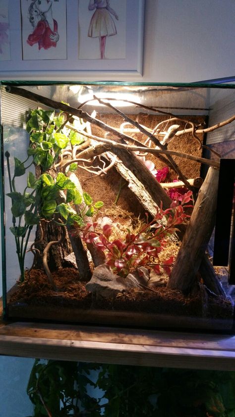 Orchid Mantis Enclosure, Praying Mantis Enclosure Ideas, Praying Mantis Terrarium, Praying Mantis Enclosure, Mantis Terrarium, Mantis Enclosure, Bug Terrarium, Insect Enclosure, Indoor Rabbit Cage