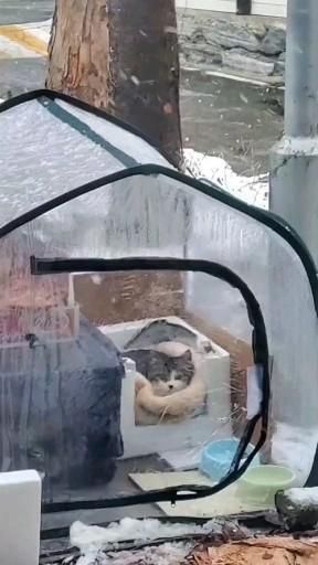 Cat House Outdoor Winter, Cat Shelters For Winter, Cat Shelters, Cute Dog Videos, Outdoor Cat Shelter, Feral Cat House, Camping With Cats, Cat House Diy, Cat Sanctuary