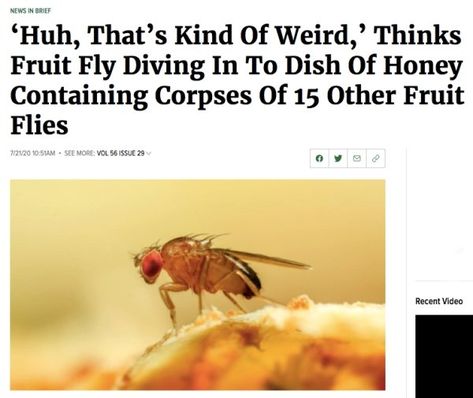 36 Funny Headlines From 'The Onion' - Funny Gallery Onion Article Headlines, The Onion Headlines, Onion Headlines, Funny Headlines, The Onion, Fruit Flies, Double Take, My Phone, Satire