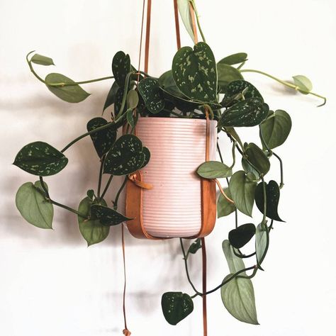 Whether you're an urban dweller with limited natural light or seeking green companions to liven up your office cubicle, you've come to the right place! We've handpicked a selection of the best plants that survive and thrive in low-light conditions; there’s no more need to worry about your plant friends withering away from lack of sunlight! Satin Pothos, Golden Pothos, Satin, Plants, Wall