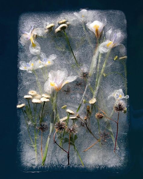 Photos of Frozen Flowers Capture the Paradoxical Beauty of Preservation and Destruction Frozen Photoshoot, Frozen Flowers, Zero Degrees, Ice Photography, Photo Macro, Ice Art, Art On Paper, Still Life Photography, Flowers Photography