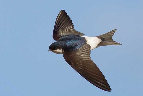 common house martin House Martin Bird, Martin Bird, House Martin, Swift Bird, Tree Sparrow, Martin House, British Birds, Swallows, Hell Yeah