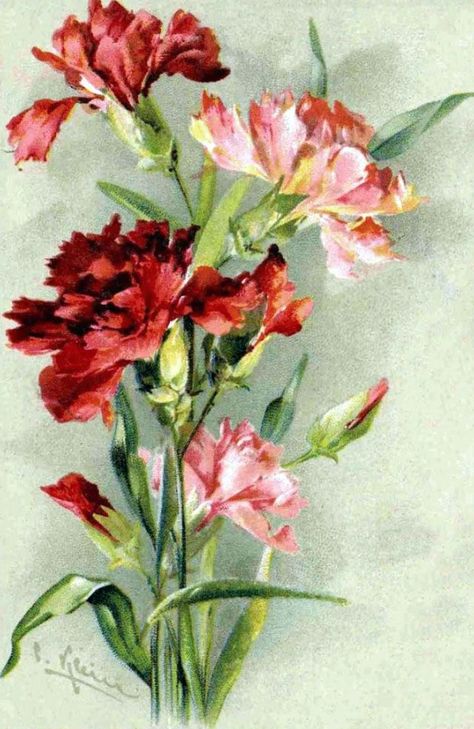 Catherine Klein, Flower Painting Canvas, Pink Carnations, Floral Image, Flower Art Painting, Rose Painting, Floral Illustrations, Botanical Illustration, Vintage Postcards