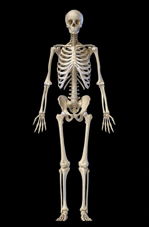 Male Skeleton, Human Skeletal System, Black Background Illustration, Skeleton Illustration, Skeletal System, Human Skeleton, Skeletal, Human Anatomy, Background Illustration