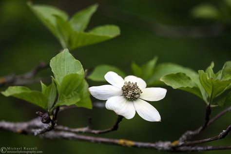 Pacific Dogwood, Valley Green, Dogwood Flower, Flora Flowers, Dogwood Flowers, Bloom Blossom, Spring Tree, British Columbia Canada, The Pacific