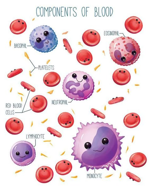 The Oxford Handbook of Medblr — Cute Components of Blood Blood Components, Biology Art, Medical Laboratory Science, Science Illustration, Biology Lessons, Medical School Studying, Teaching Biology, Nursing School Notes, Human Anatomy And Physiology