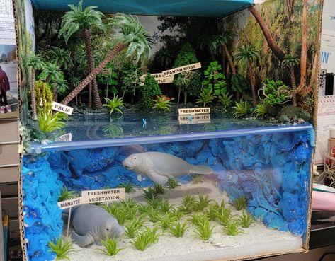 Aquatic Ecosystem Project, Freshwater Diorama, Ocean Ecosystem Project, Diorama Aquarium, Pond Diorama, Rain Forest Diorama, Ecosystems Diorama, Life Science Projects, Ocean Diorama