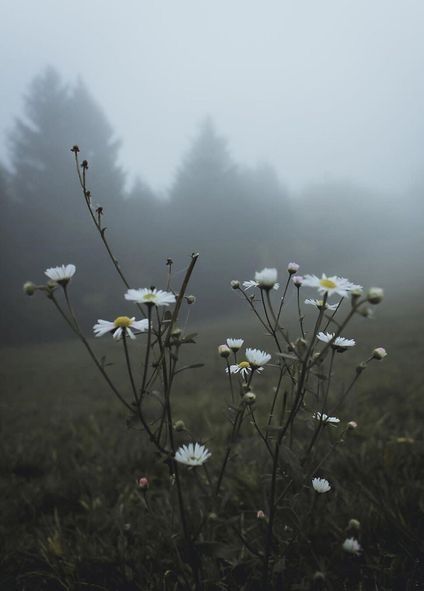 Forks Twilight, Forest Plants, Foggy Forest, Misty Forest, Forest Pictures, Plant Aesthetic, Visual Poetry, Forest Landscape, Aesthetic Photo