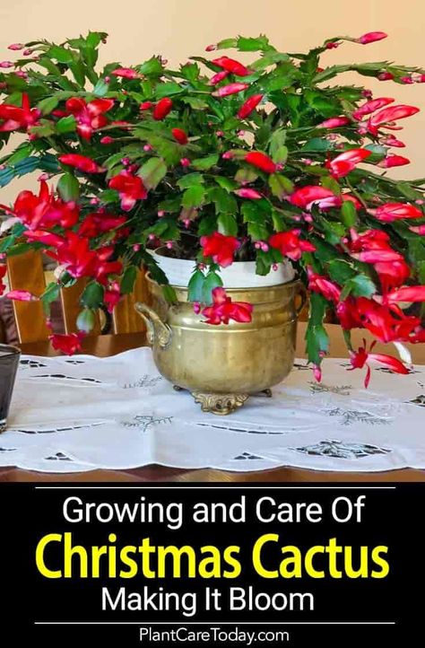 The Christmas cactus blooming - No other plant seems to be equal it for its odd beauty or the number of questions from frustrated owners. [CARE DETAILS] Christmas Cactus Propagation, Cactus Wallpaper, Christmas Cactus Care, Christmas Cactus Plant, Holiday Cactus, Cactus Care, Christmas Plants, Inside Plants, Christmas Cactus