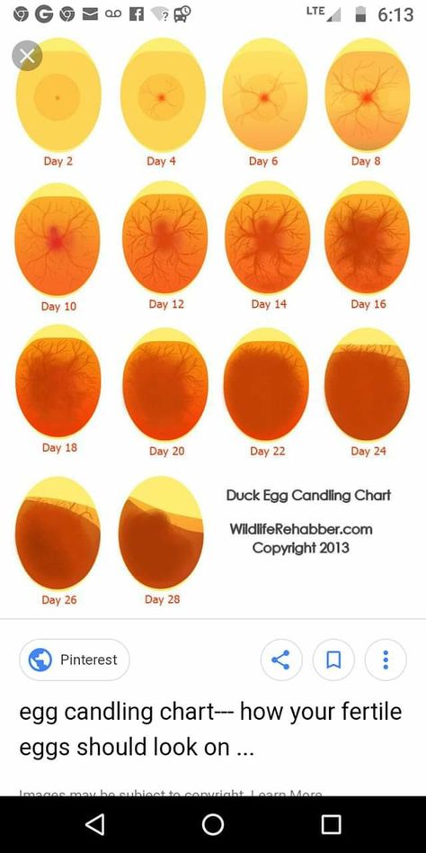 Chicken Egg Incubation Chart, Incubating Duck Eggs, Quail Egg Colors, Candling Chicken Eggs, Egg Layers Chickens, Incubating Chicken Eggs, Chicken Runs And Coop, Buff Orpington Chickens Eggs, Homemade Incubator