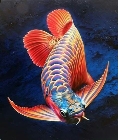 Ikan Air Tawar, Betta Fish Types, Dragon Fish, 달력 디자인, Pretty Fish, Carpe Koi, Freshwater Aquarium Fish, Fish Illustration, Beautiful Sea Creatures