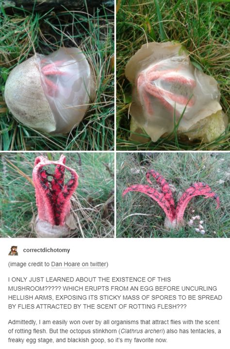 Octopus Stinkhorn, Alien Planet, Pretty Plants, Disney Memes, The More You Know, Cool Plants, Mind Blown, Dankest Memes, Sake