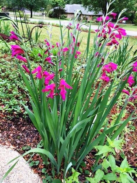 Byzantine gladiolus is a great Southern heirloom bulb | Lifestyle | tylerpaper.com Cut Flower Farm, Gladiolus Flower, Master Gardener, Flower Spike, Plant List, Back Garden, Flower Farm, Small Plants, Spring Garden