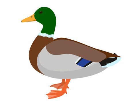 Mallard Duck Illustration, Mallard Duck Art, Mallard Illustration, Mallard Duck Drawing, Mallord Duck, Male Duck, Duck Cookies, Duck Float, Duck Silhouette