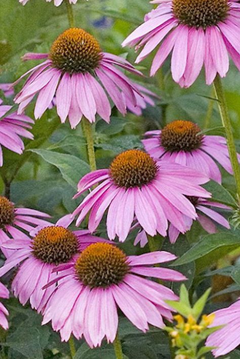 Purple Coneflowers Purple Coneflower Tattoo, Purple Coneflower Drawing, Lake Plants, Rose Of Sharon Bush, Blue Hydrangea Bush, Purple Echinacea, Purple Coneflowers, Pale Purple Coneflower, Echinacea Sunseekers Salmon