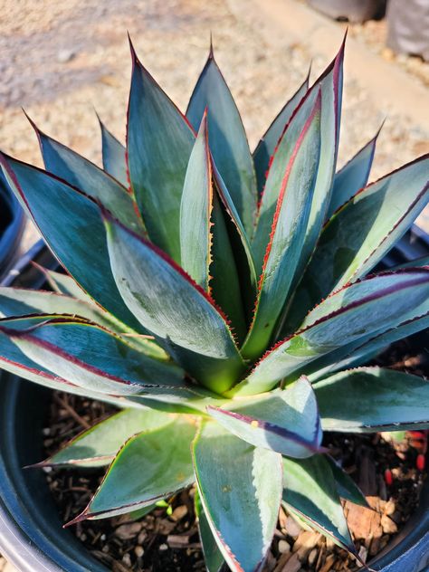 Blue Glow Agave, Agave Blue Glow, Blue Glow, Blue Agave, Garden Nursery, Desert Plants, The Light, Green Leaves, Blue Green