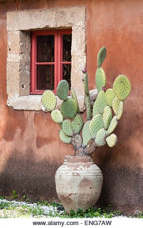 Prickly Pear Cactus In Pot, Cactus Prickly Pear, Prickly Pear Decor, Cactus In Terracotta Pot, Prickly Pear Cactus Potted, Cactus Mexico, Cactus In A Pot, Cactus In Pot, Mexican Cactus