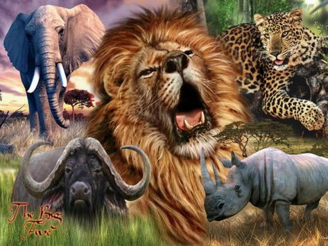 African Safari. Africa's Big 5. Africa Tattoos, The Big Five, Visit Africa, Africa Animals, Africa Do Sul, Big 5, Africa Art, African Wildlife, Wildlife Animals