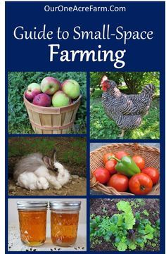 How to Start a Backyard Farm: There are so many options for small space homesteading! This covers space saving gardening, small livestock, foraging, and more. Edible Gardening, Backyard Farm, Homestead Farm, Garden Wallpaper, Mini Farm, Urban Homesteading, Living Off The Land, Backyard Farming, Small Space Gardening