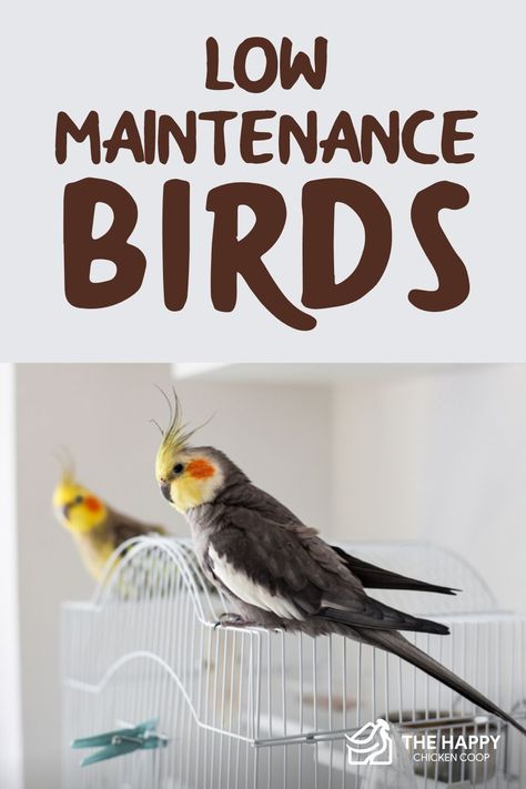 Low Maintenance Pets, Easy Bird, Amazon Parrot, Easy Pets, Tiny Bird, Cuddly Animals, Parakeets, Bird Cages, Pet Bird