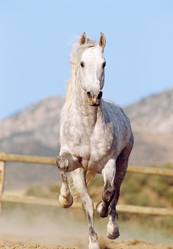 dapple - Animal Stock Photos - Kimballstock Horses Front View, Horse Running Front View, Horse Refrence Pose, Horse Frontal View, Rdr2 Poster, Horses To Draw, Horses Reference, Dapple Grey Horses, Arab Horse